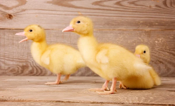 Yellow ducklings — Stock Photo, Image