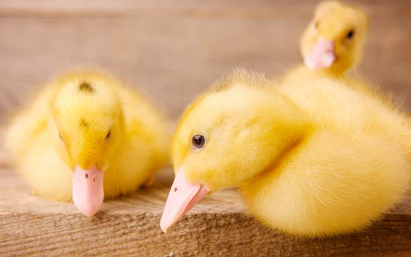 Yellow ducklings — Stock Photo, Image