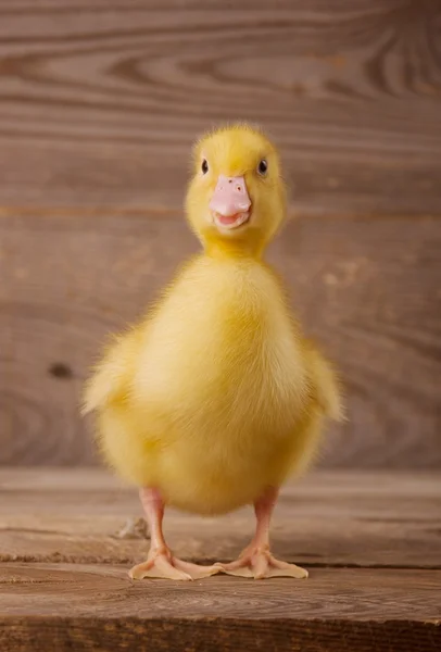 Pato amarelo — Fotografia de Stock