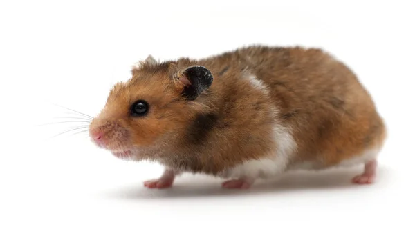 Lustiger Hamster — Stockfoto