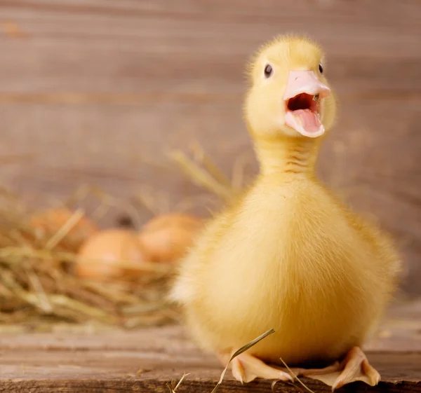 Pato amarillo — Foto de Stock