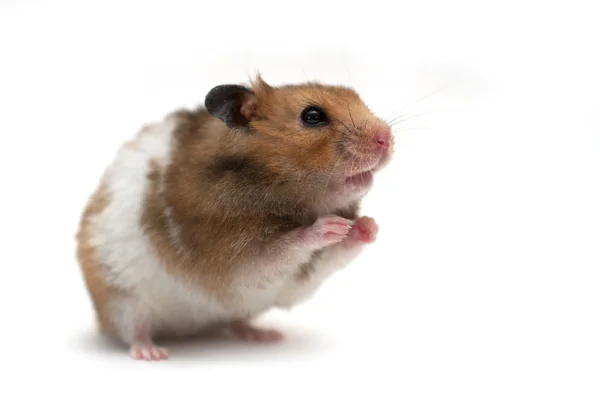 Funny hamster — Stock Photo, Image