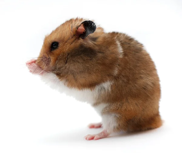 Funny hamster eats corn — Stock Photo, Image