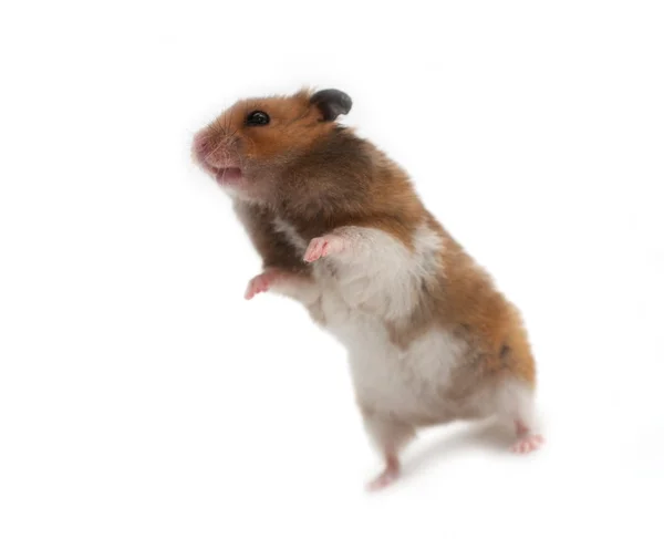 Funny hamster — Stock Photo, Image
