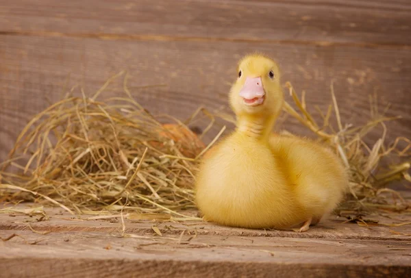 Yellow duckling — Stock Photo, Image