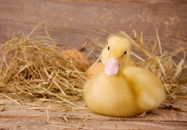 黄色小鸭 — 图库照片