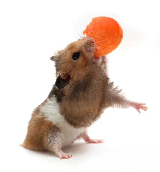 Hamster yiyor — Stok fotoğraf