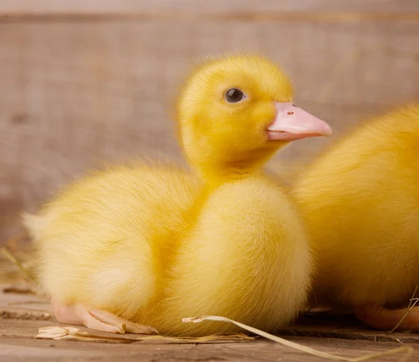 Pato amarillo — Foto de Stock