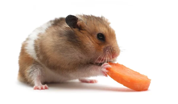 Hamster yiyor — Stok fotoğraf