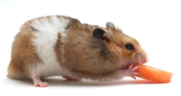 Hamster äter morot — Stockfoto