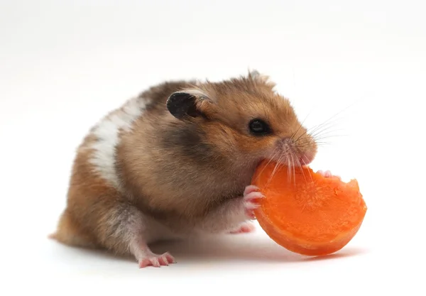 Hamster eats carrot — Stock Photo, Image