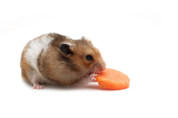 仓鼠吃胡萝卜 — 图库照片