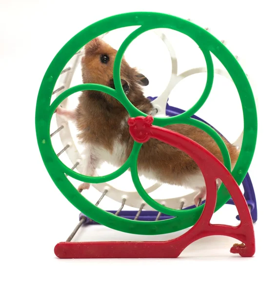 Hamster en wiel — Stockfoto