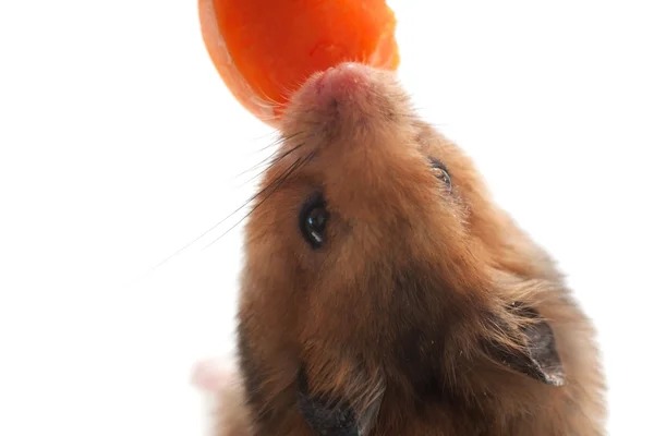 Хомяк ест морковь — стоковое фото