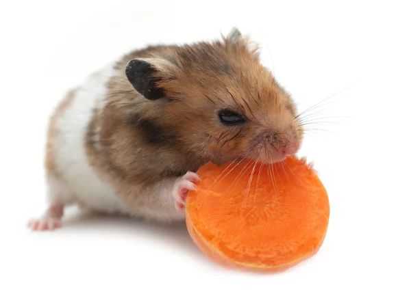 Hamster eats carrot — Stock Photo, Image