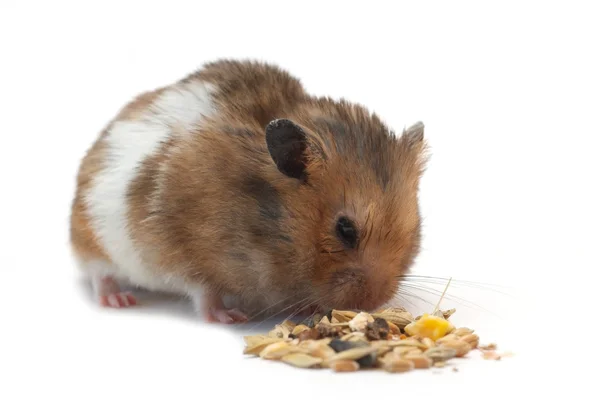 Roliga hamster äter majs — Stockfoto