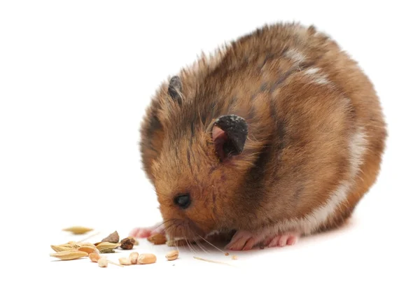 Funny hamster eats corn — Stock Photo, Image