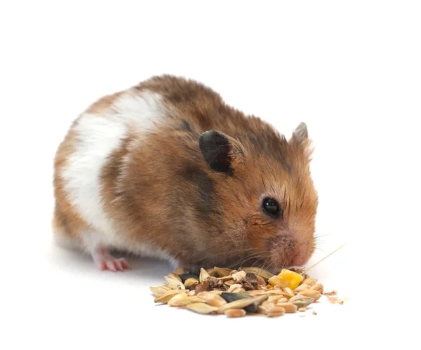Roliga hamster äter majs — Stockfoto