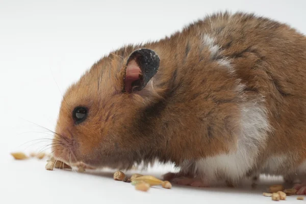 Komik hamster Mısır yiyor — Stok fotoğraf