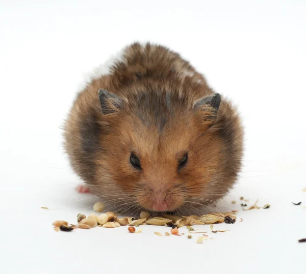 Funny hamster eats corn — Stock Photo, Image