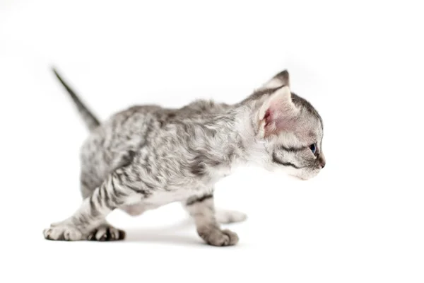 Little kitten — Stock Photo, Image