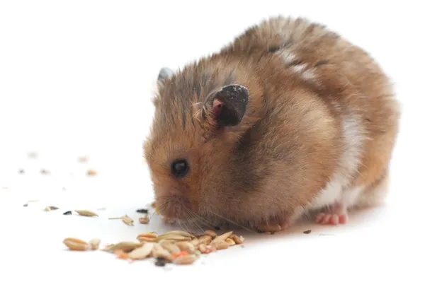 Funny hamster eats corn — Stock Photo, Image