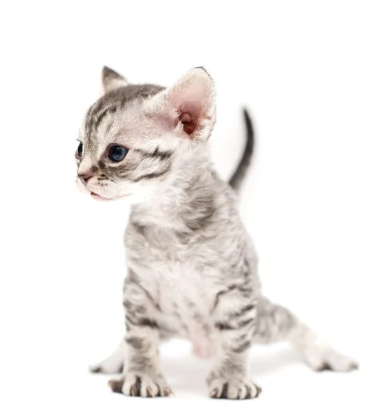 Little kitten — Stock Photo, Image