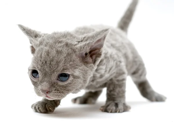 Kitten Devon Rex — Stock Photo, Image