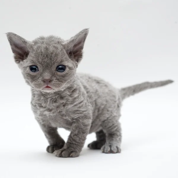 Kitten Devon Rex — Stock Photo, Image