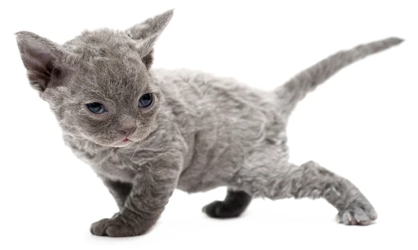 Chaton Devon rex — Photo