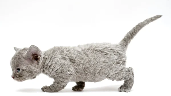 子猫のデボン rex — ストック写真