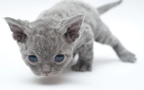 Kitten Devon Rex — Stock Photo, Image