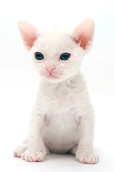Pikku kissanpentu Devon Rex — kuvapankkivalokuva