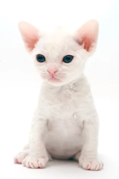 Liten kattunge devon rex — Stockfoto