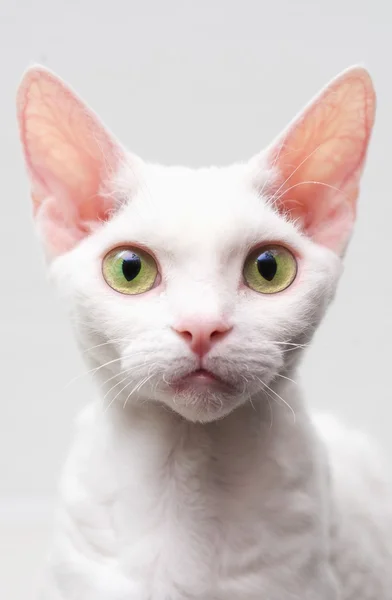 White cat — Stock Photo, Image