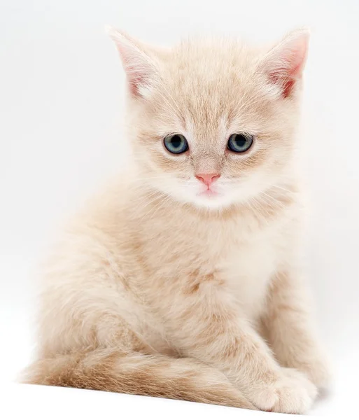 Hauska kissanpentu — kuvapankkivalokuva