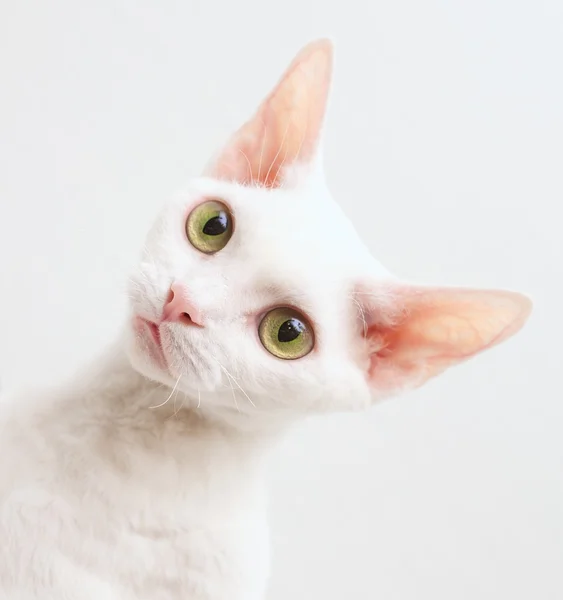 White cat — Stock Photo, Image