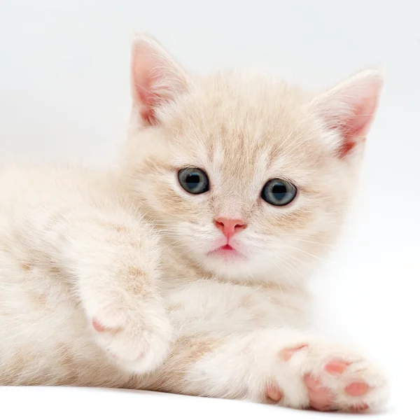 Funny kitten — Stock Photo, Image