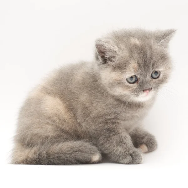 British Fold kitten — Stock Photo, Image