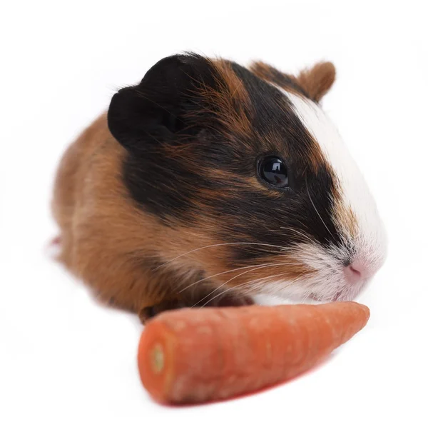 Carota mangiata da porcellini d'India — Foto Stock