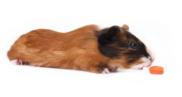 Cavia eten wortel — Stockfoto