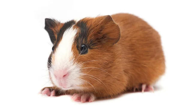 Guinea pig — Stock Photo, Image