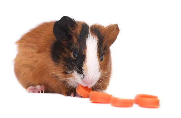 Cerdo de Guinea comiendo zanahoria —  Fotos de Stock