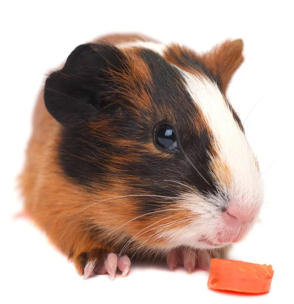 Cerdo de Guinea comiendo zanahoria — Foto de Stock