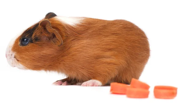 Cerdo de Guinea comiendo zanahoria — Foto de Stock