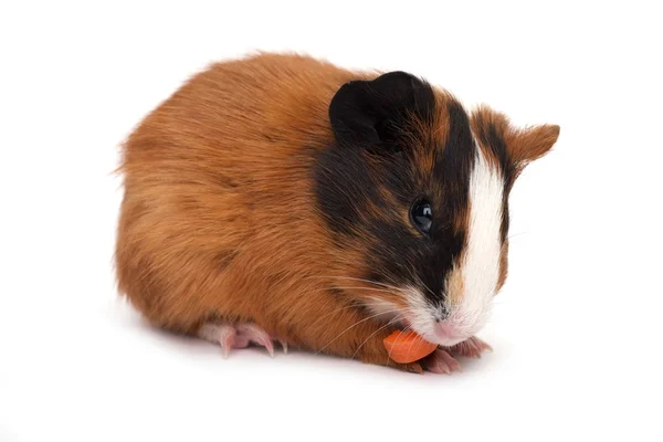 Cerdo de Guinea comiendo zanahoria — Foto de Stock
