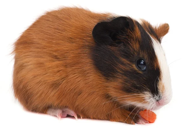 Guinea pig eating carrot — Stock Photo, Image