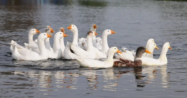 ガチョウの池に — ストック写真