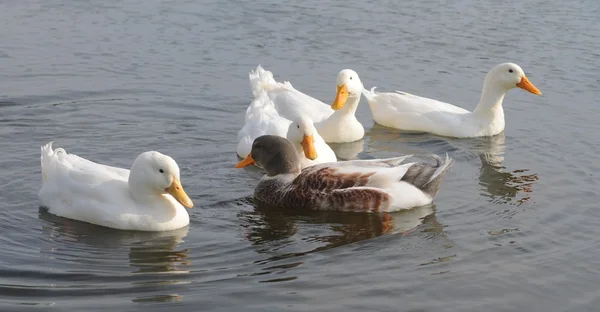 ガチョウの池に — ストック写真