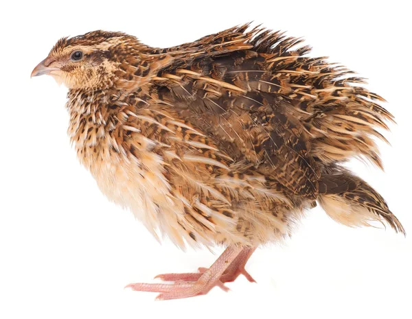 Young quail — Stock Photo, Image